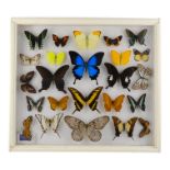A case of butterflies in five rows - including Peacock Moth, Ulysses, King Swallowtail and Common