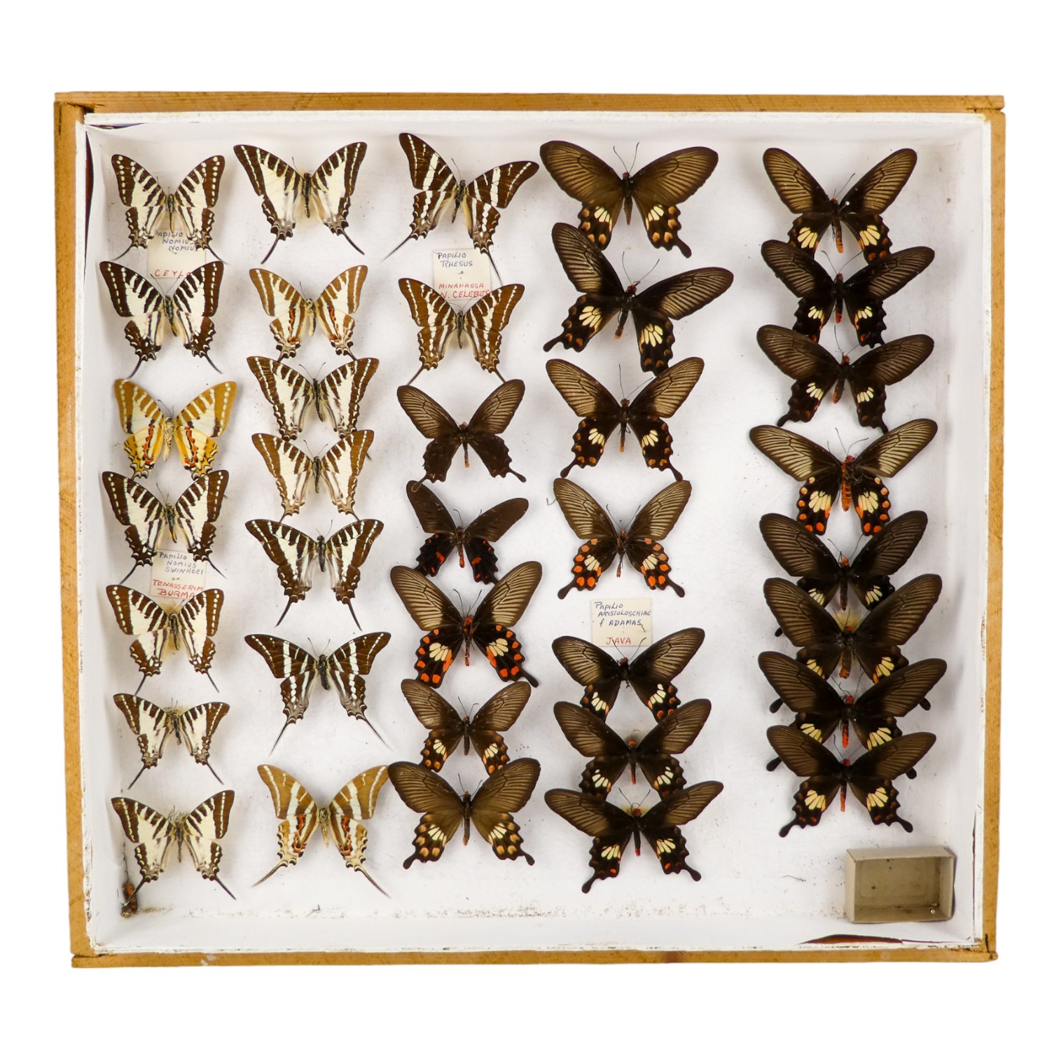 A case of butterflies in five rows - including Common Rose, Common Mormon and Graphium Rhesus