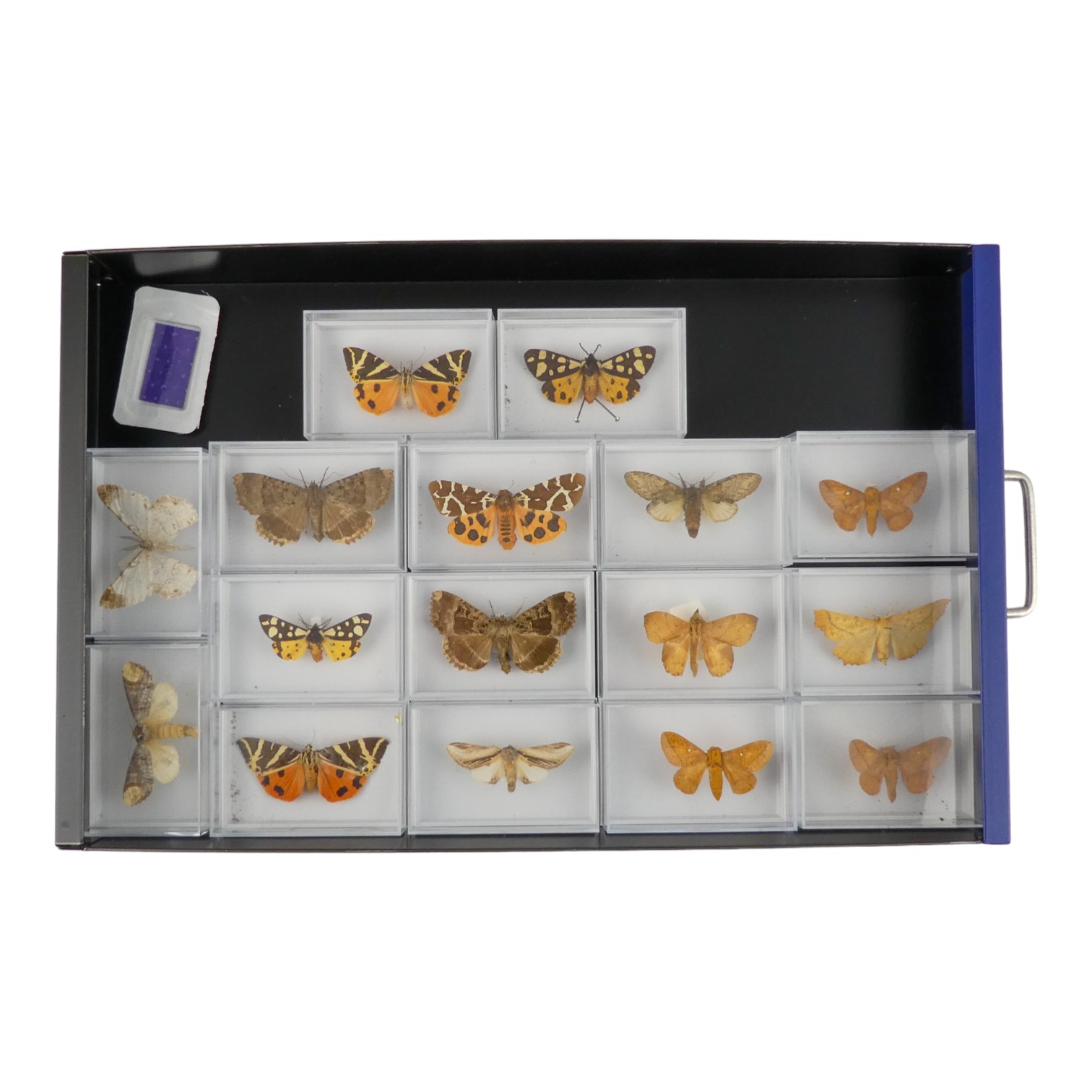 A fifteen drawer metal filing cabinet - containing nine drawers of moths - Image 11 of 11