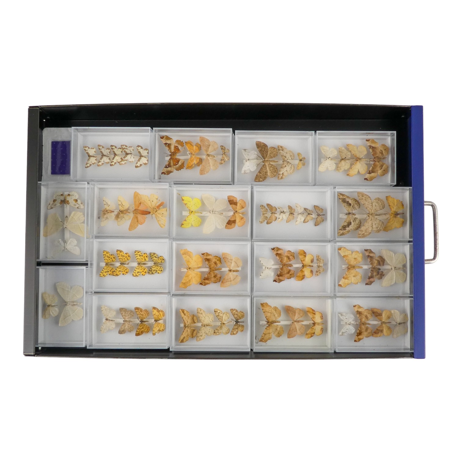 A fifteen drawer metal filing cabinet - containing nine drawers of moths - Image 9 of 11