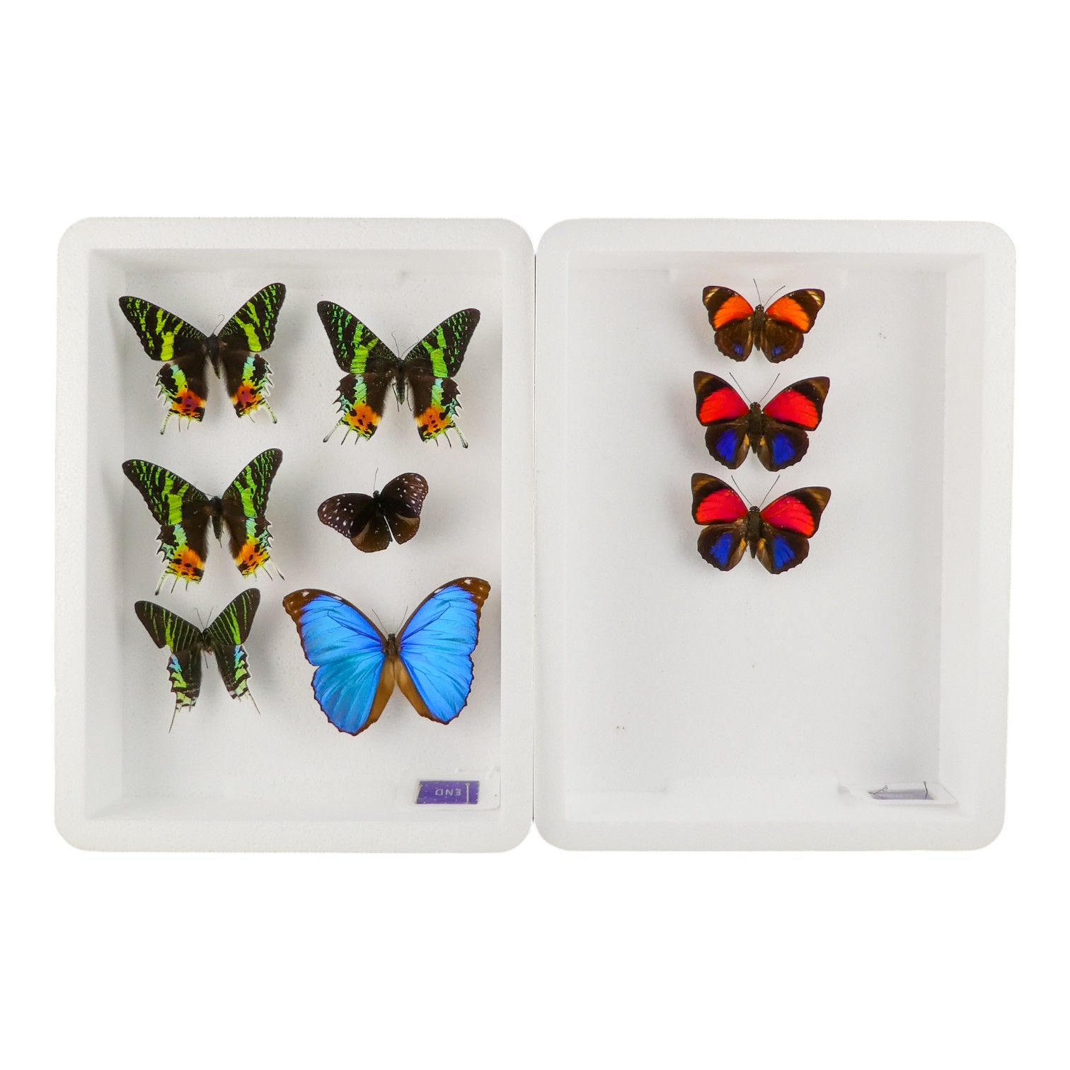 Two cases of butterflies in rows - including Madagascan Sunset Moth, Agrias Claudina Pink and Morpho