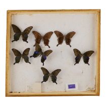 A case of six butterflies - including Alpine Black Swallowtail