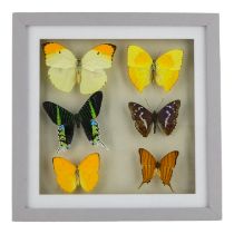 A collection of butterflies and insects - including Soldier Long-horned Grass Hopper, Red Cicada and