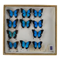 A case of eleven butterflies - Blue Mountain Swallowtails