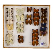 A case of butterflies in five rows - including Common Mother-of-Pearl and Evening Brown