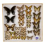 A case of butterflies in five rows - including Ascalaphus Swallowtail, Graphium Codus and Graphium