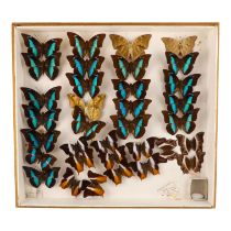 A case of butterflies in four rows - including Meander Prepona, Andromorpha Palla and White Banded