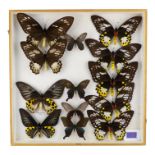 A case of butterflies in three rows - including Poseidon Birdwing
