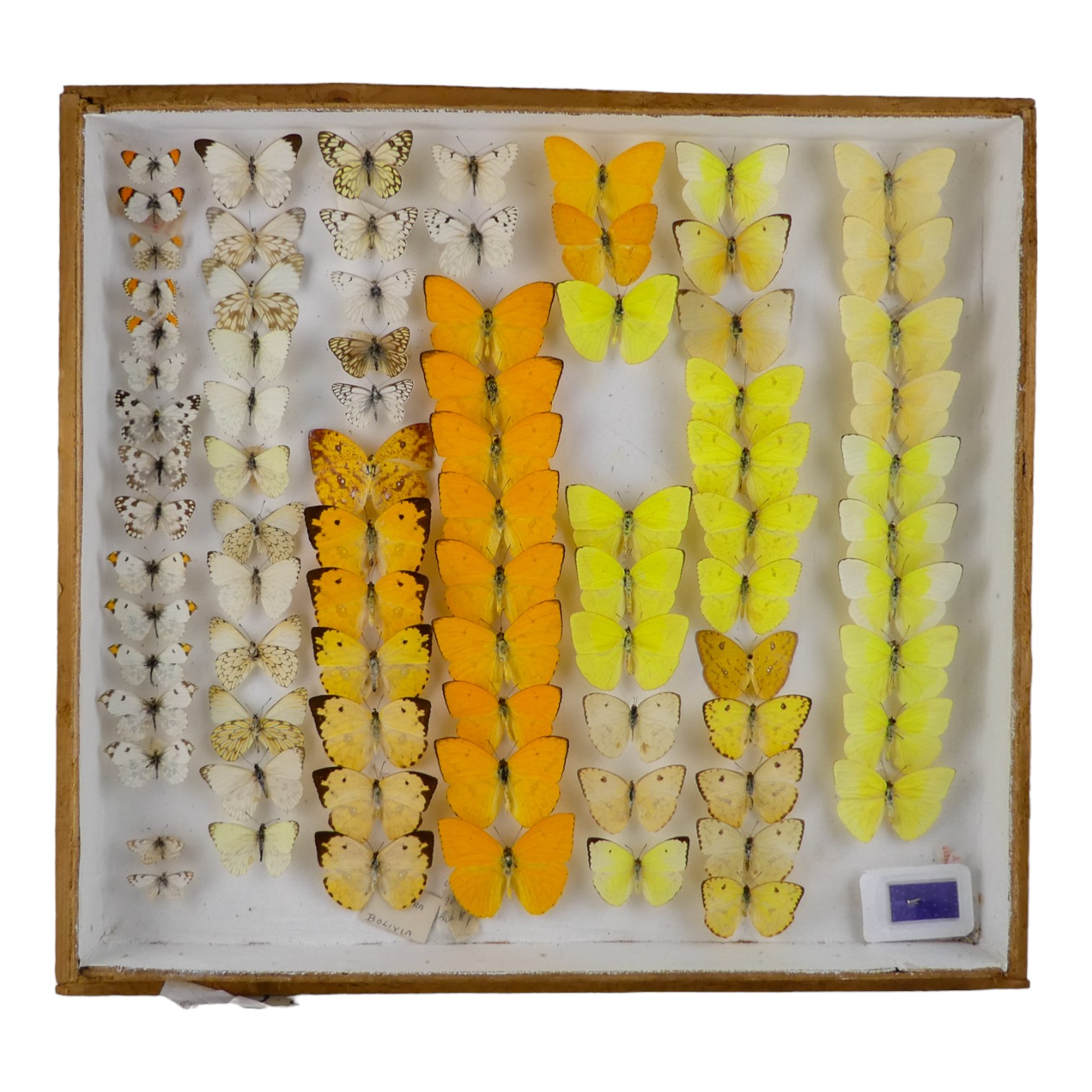 A case of butterflies in seven rows - including Lemon Migrant, Apricot Sulphur, Orange Tip and