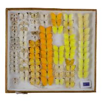 A case of butterflies in seven rows - including Lemon Migrant, Apricot Sulphur, Orange Tip and