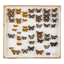 A case of butterflies in seven rows - including broad-striped Lascar and Common Glider