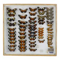 A case of butterflies in five rows - including Ricini Longwing, Demeter Longwing, Tiger Longwing and