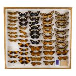 A case of butterflies in five rows - including Orange Spotted Tiger, Wallace's Longwing and