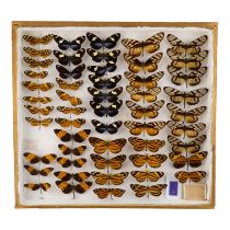 A case of butterflies in five rows - including Orange Spotted Tiger, Wallace's Longwing and