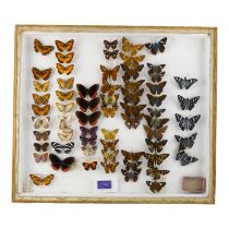 A case of butterflies in seven rows - including Madagascan Joker, Hewitson Sabre-wing, Yanguna