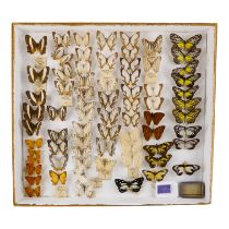 A case of butterflies in seven rows - including Yellow Tiger, Map and Forest Queen