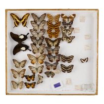 A case of butterflies in four rows - including Papilio Nephelus Chon, Short Banded Sailor and Yellow