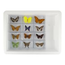 Twelve cased of butterflies - including Swordtail Beauty-mark, Longtail Skipper and Green Charaxes