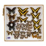 A case of butterflies in broadly four rows - including Blue Mormon Swallowtail, King Swallowtail and