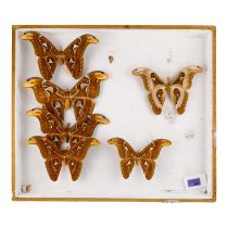 A case of six Atlas Moths