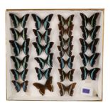 A case of butterflies in four rows - including Sulawesi Blue Triangle