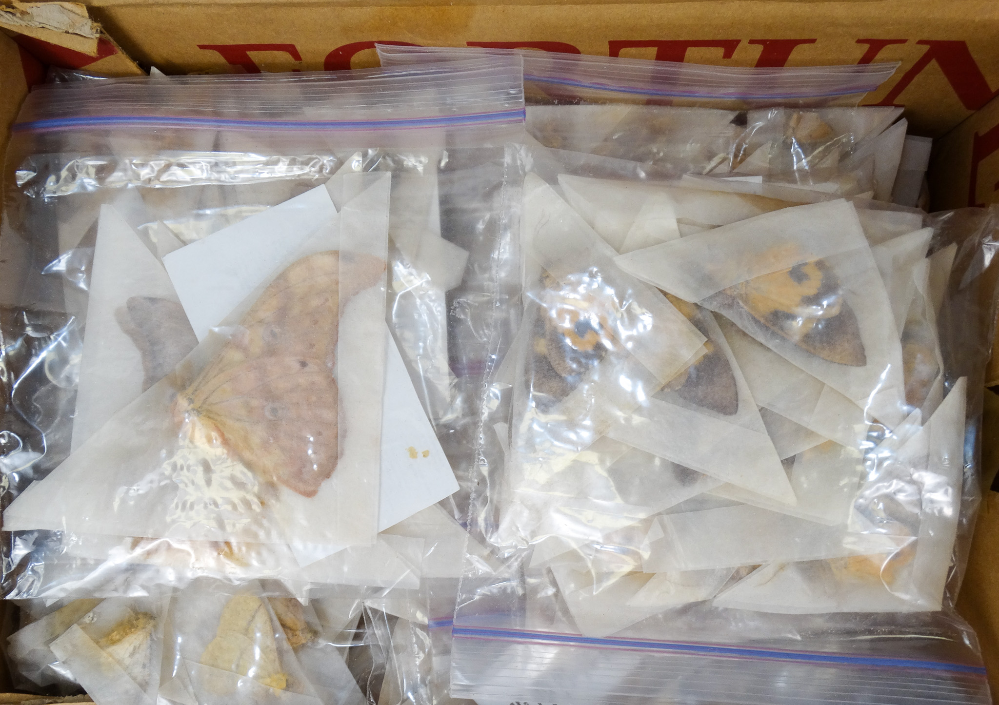 Four boxes of mixed papered butterflies - mostly South African, Paraguay and Peru - Image 3 of 3