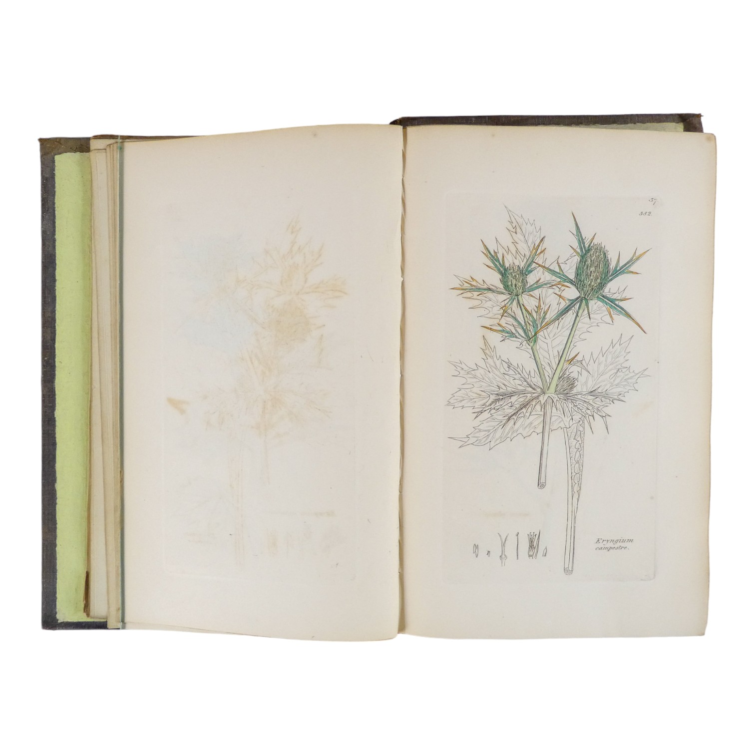 SOWERBY James Edward, English Botany - Richard Taylor 1832-1844, missing volumes 4 & 10, embossed - Image 12 of 24