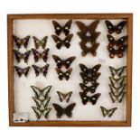 A case of butterflies in five rows - including Purple Spotted Swallowtail, Papilio Anchisiades and