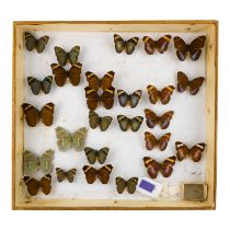A case of butterflies in six rows - including Gold Banded Forester and Broad Banded Forester