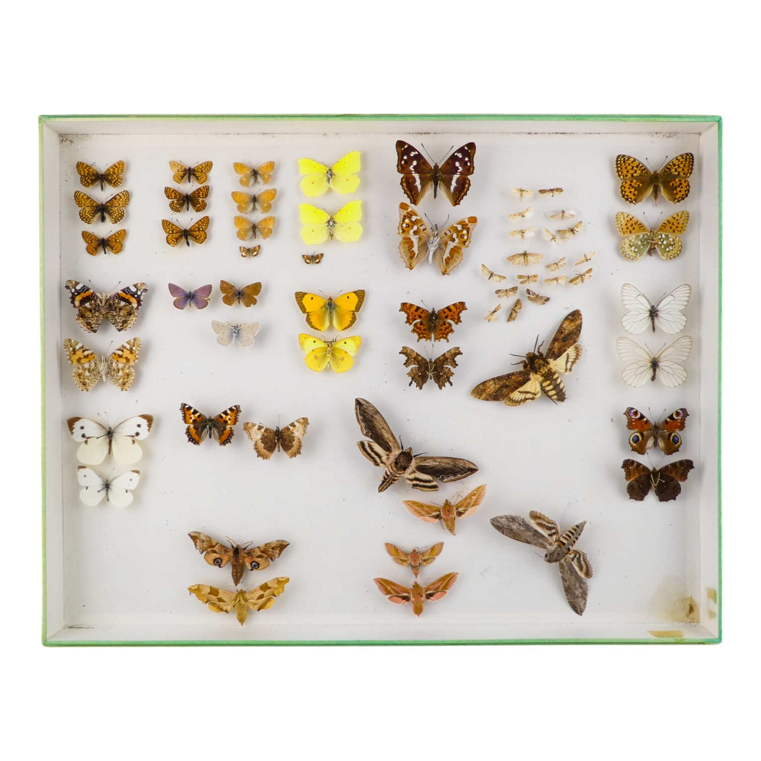 A case of butterflies and moths in eight rows - including Red Admiral, Yellow Sulphur and Eyed