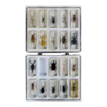 Nineteen insects in acrylic blocks