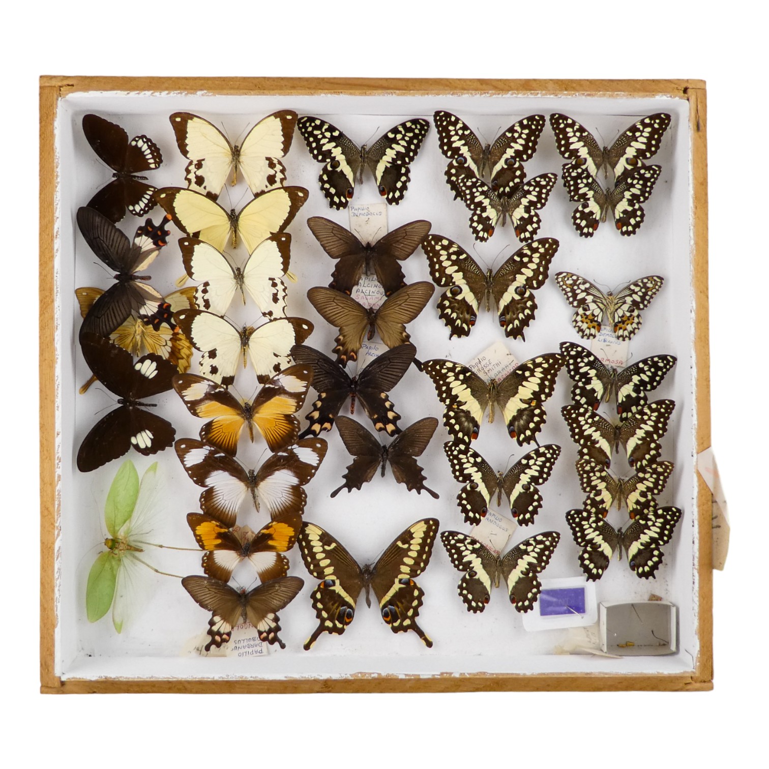 A case of butterflies in five rows - including Emperor Swallowtail, Lime Swallowtail, Common