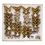 A case of butterflies in four rows - including King Swallowtails and Yellow Kaiser