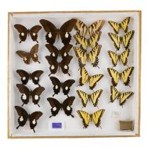 A case of butterflies in four rows - including Two Tailed Swallowtail and Papilio Nephelus Chaon