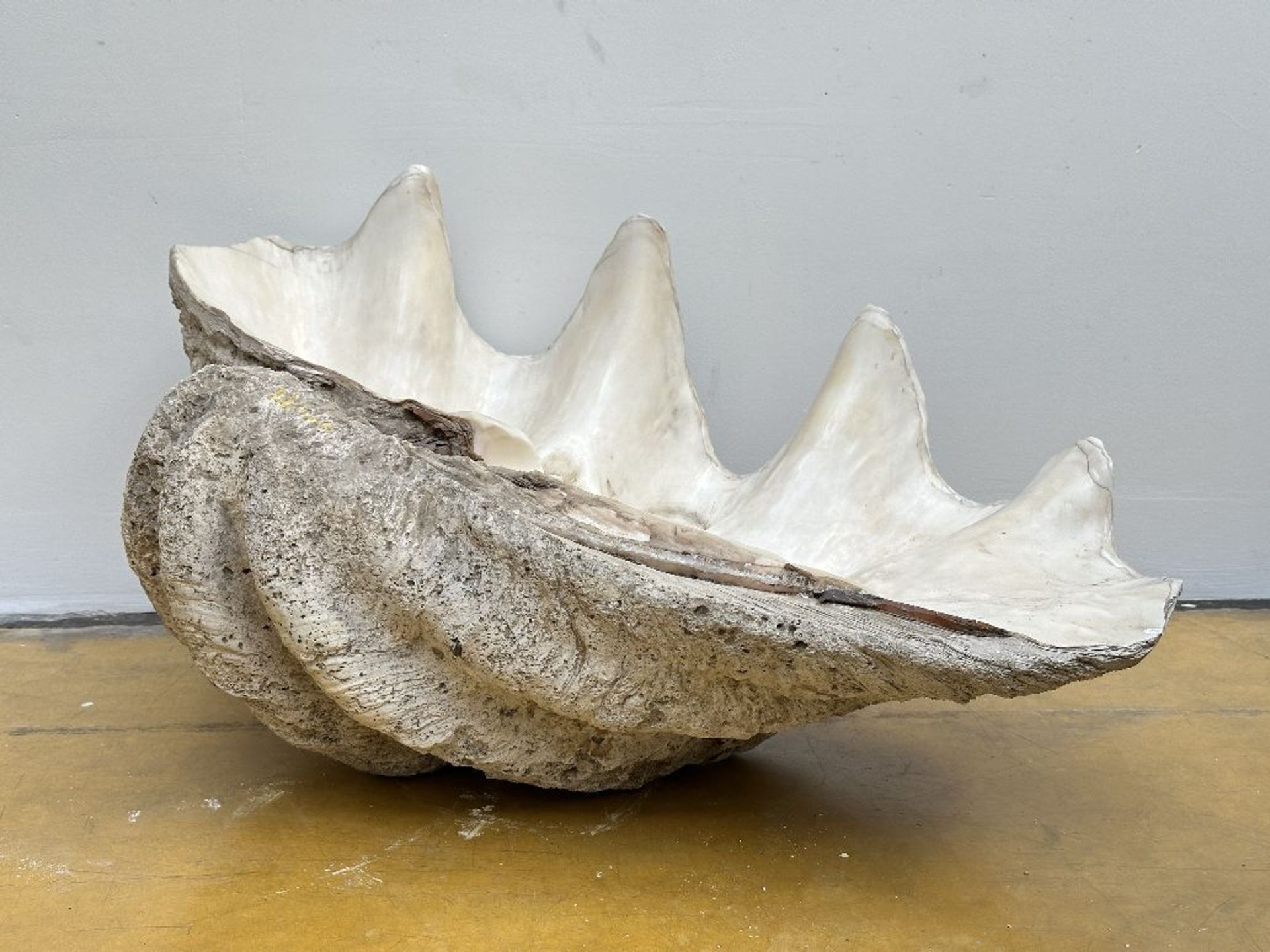 A giant shell - Bild 2 aus 6