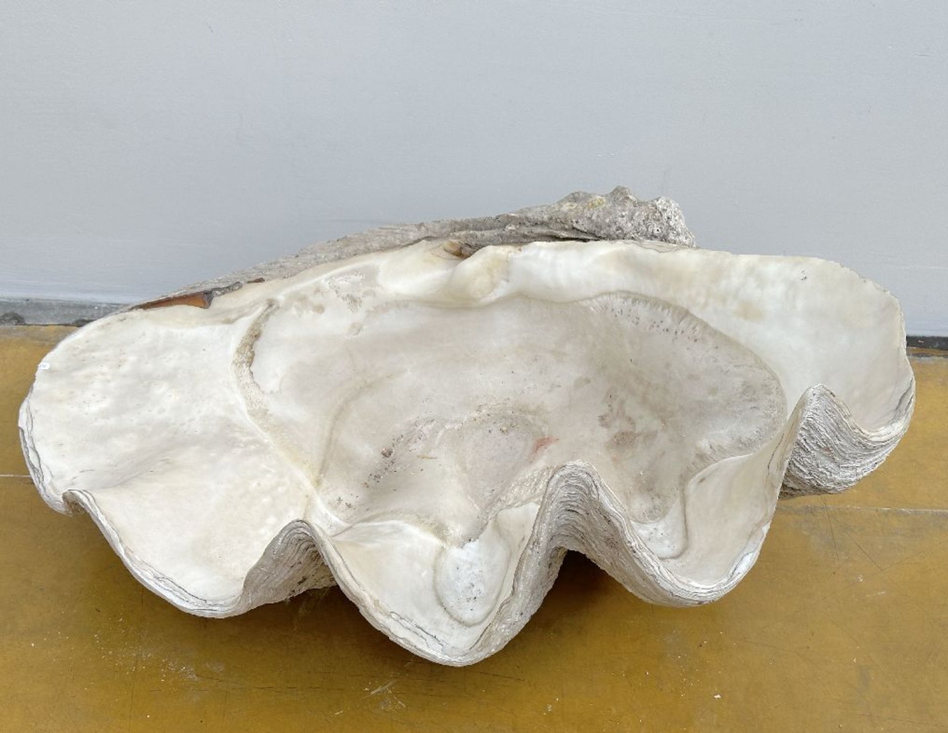 A giant shell - Bild 5 aus 6