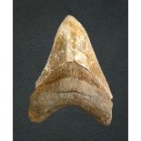 A LARGE MEGALODON FOSSIL TOOTH, SOUTH CAROLINA OR JAVA, MIOCENE PERIOD, 10-15 MILLION YEARS BP.