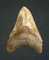A LARGE MEGALODON FOSSIL TOOTH, SOUTH CAROLINA OR JAVA, MIOCENE PERIOD, 10-15 MILLION YEARS BP.