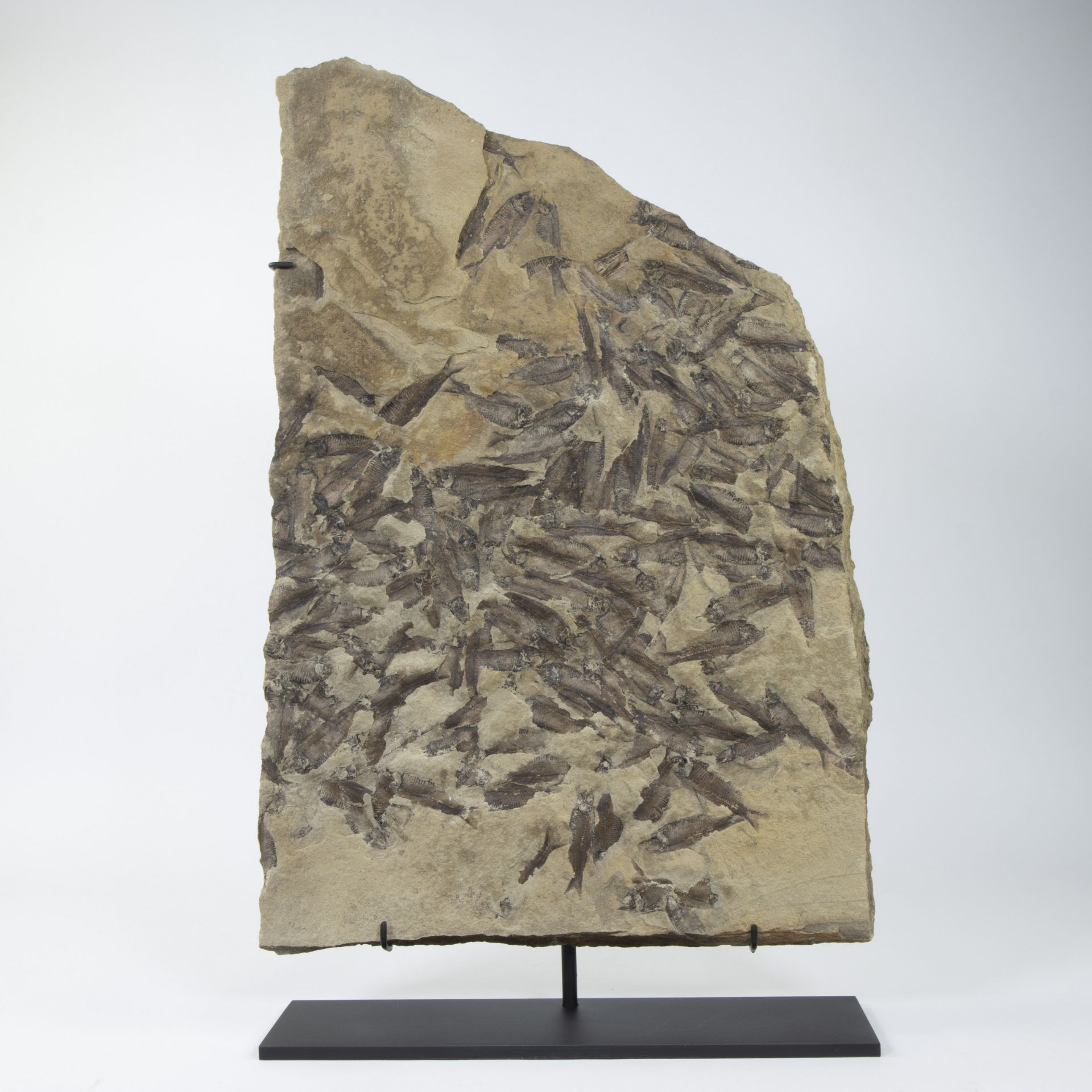 Plate with fossilised fishes, Gosiutichthys parvus, Eocene (48 million years) Green River Formation,