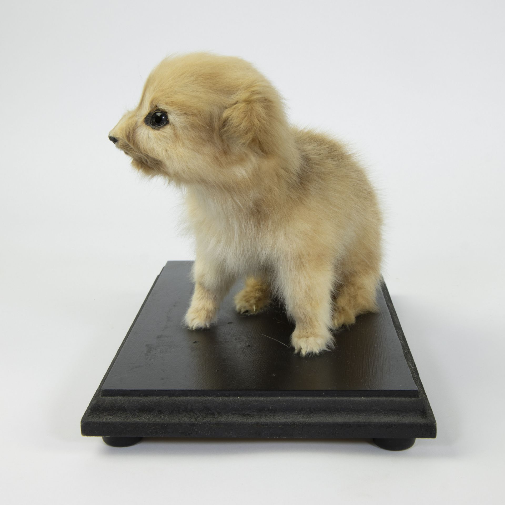 Taxidermy puppy on a black wooden base - Image 3 of 5