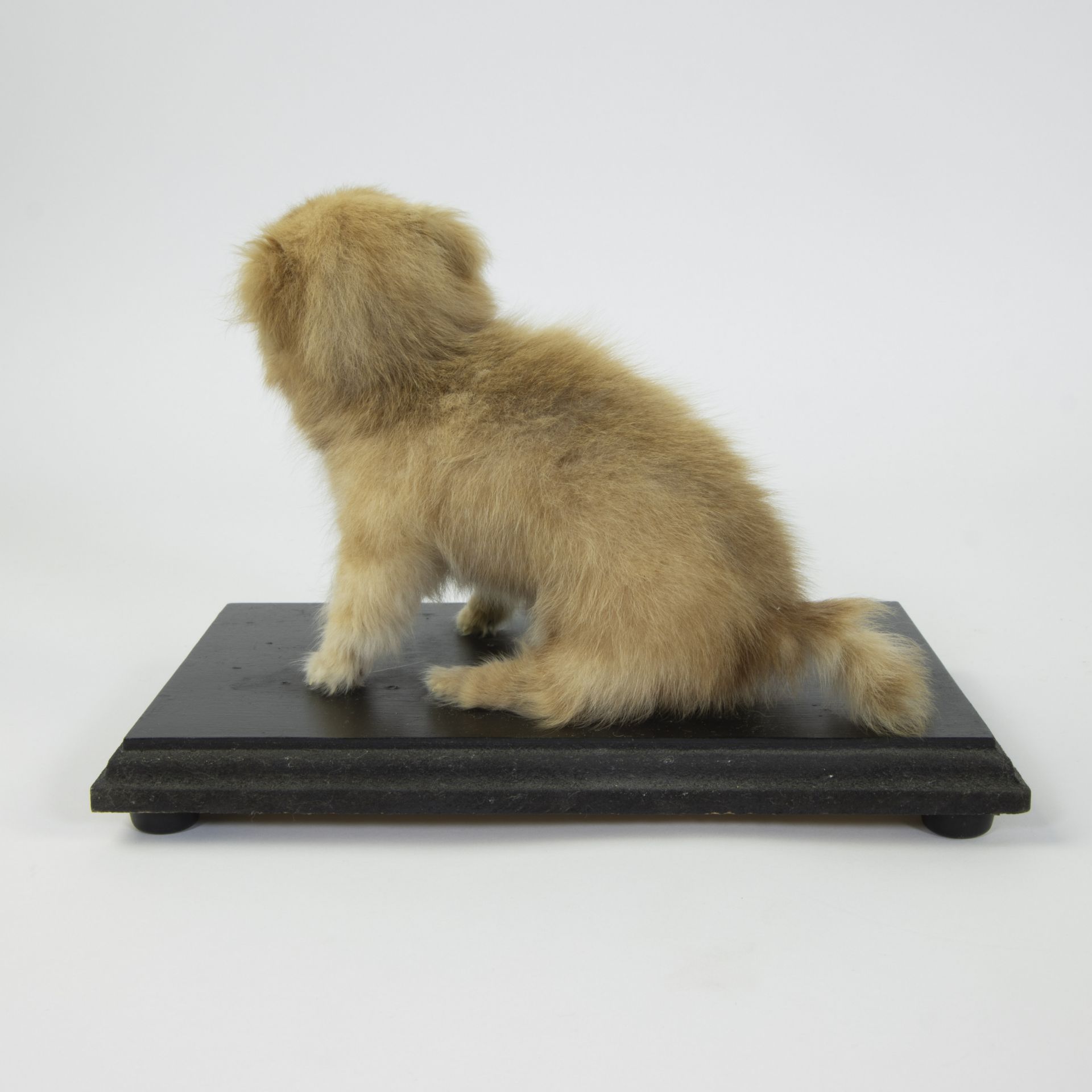 Taxidermy puppy on a black wooden base - Image 4 of 5