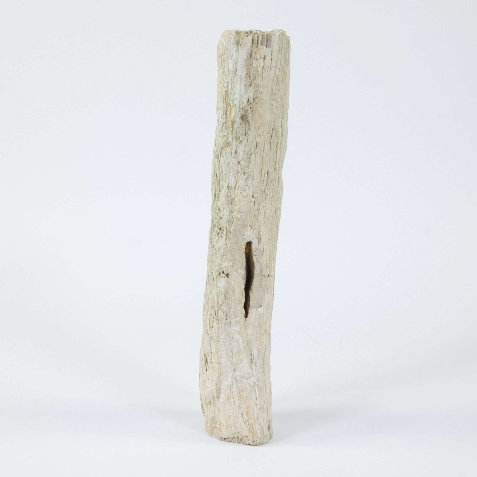 Piece of petrified wood - Image 3 of 5