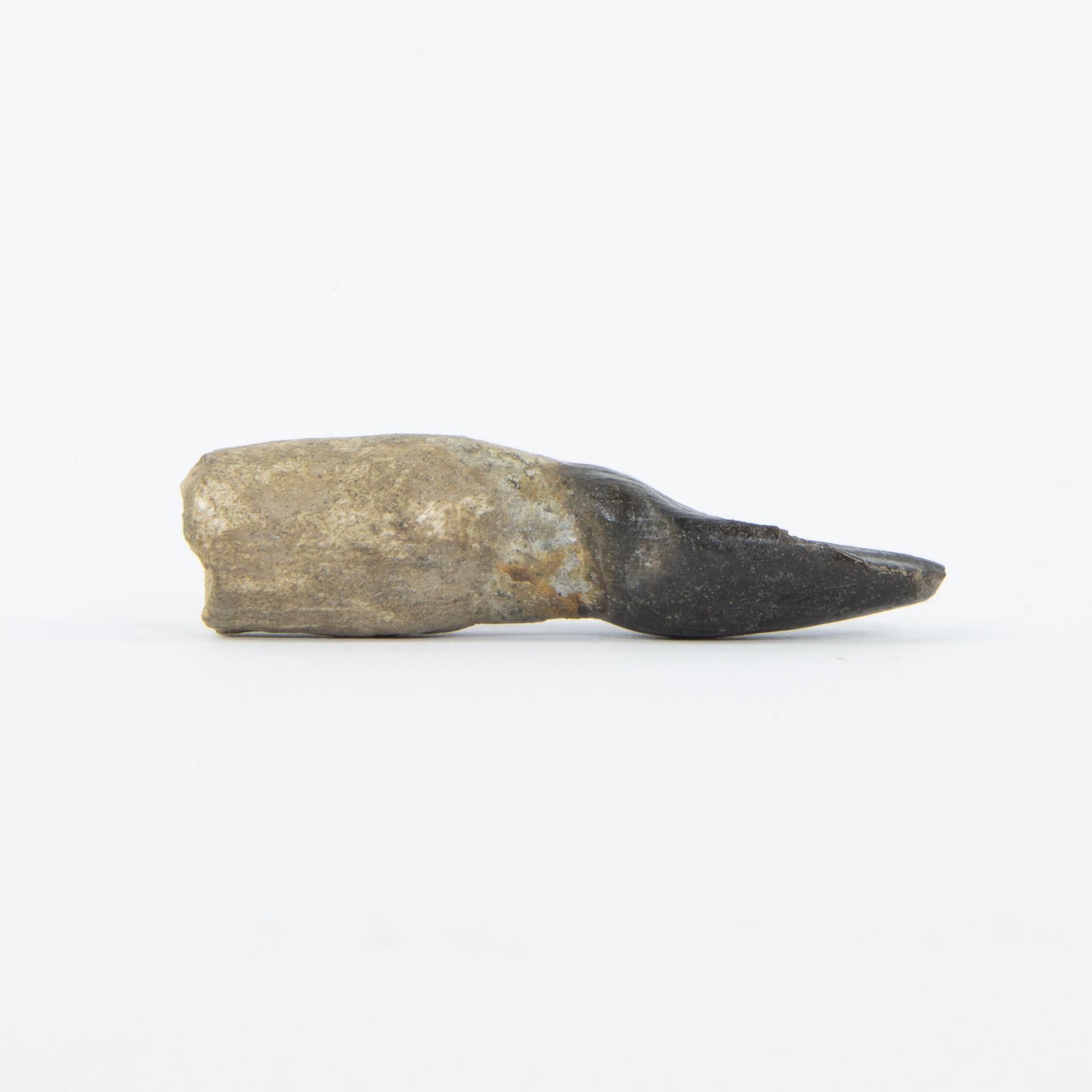 Dinosaur tooth of a herbivorous long neck, Archaeadontosaurus descouensis, Jurassic (166 million y), - Image 4 of 4