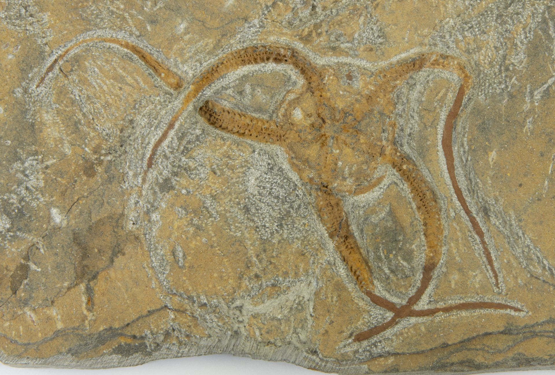 Starfish fossil, ophiura ordovicum (400 milj y) - Image 2 of 2