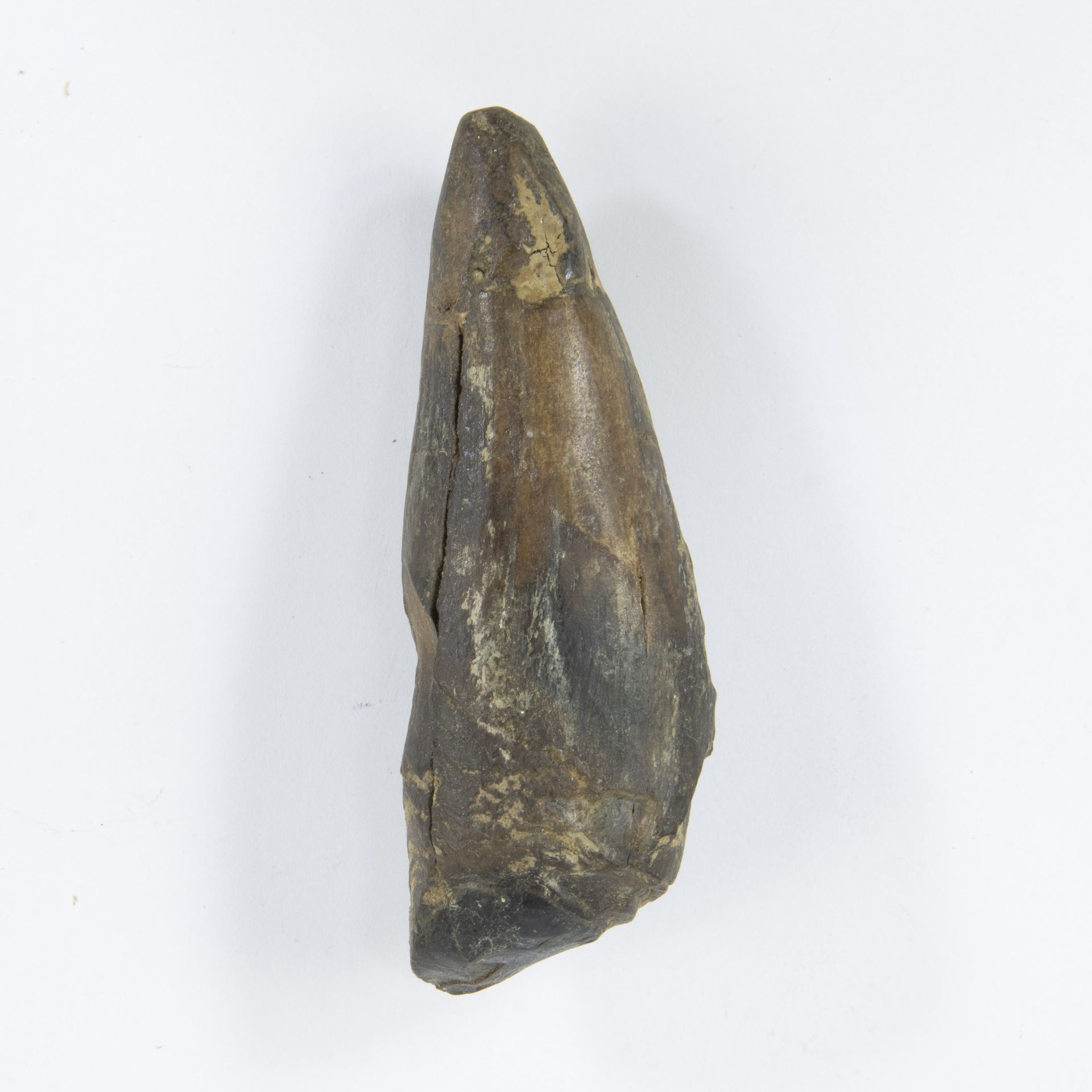 Sperm whale tooth, Miocene, (Kieldrecht - Kallo) - Image 2 of 5