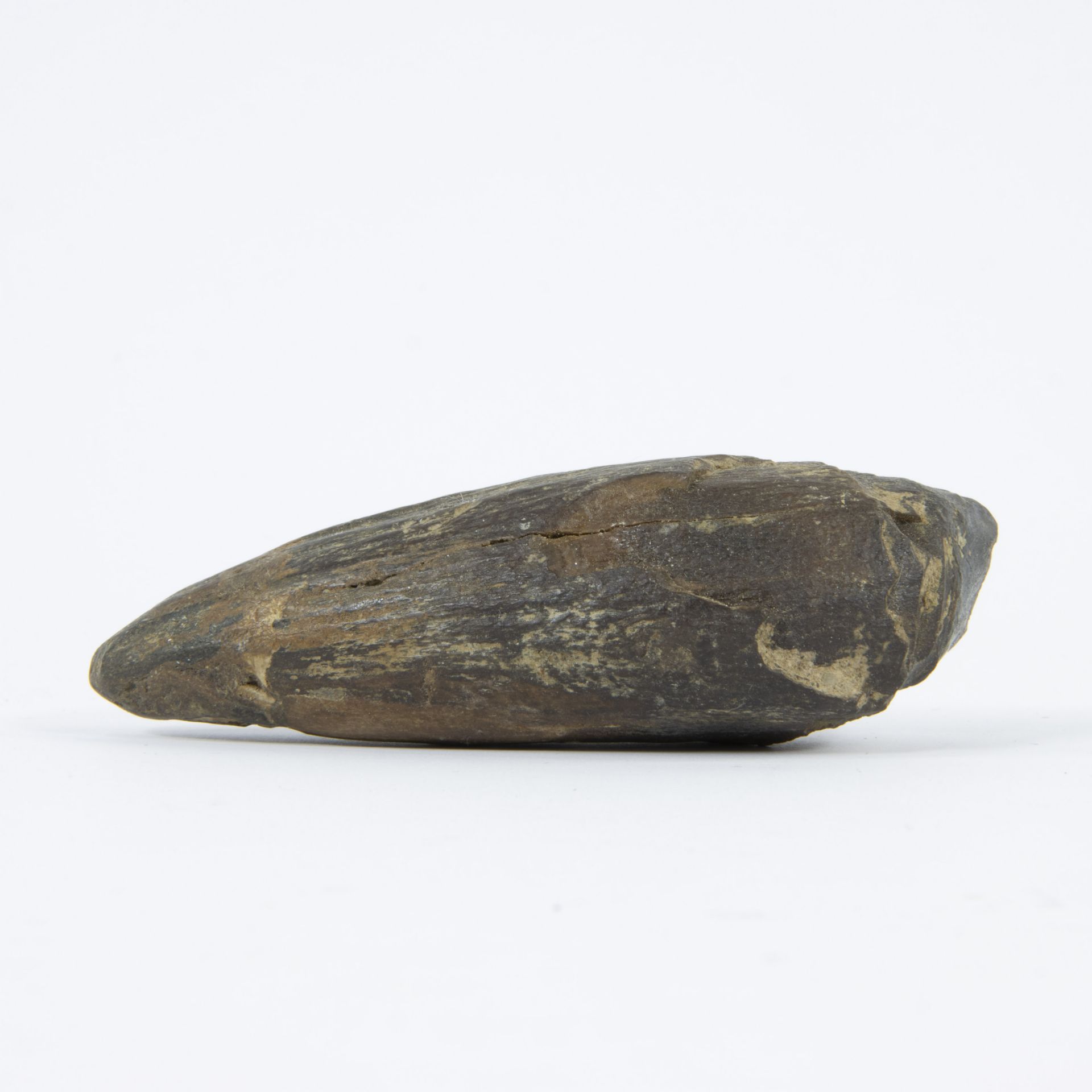 Sperm whale tooth, Miocene, (Kieldrecht - Kallo) - Image 3 of 5