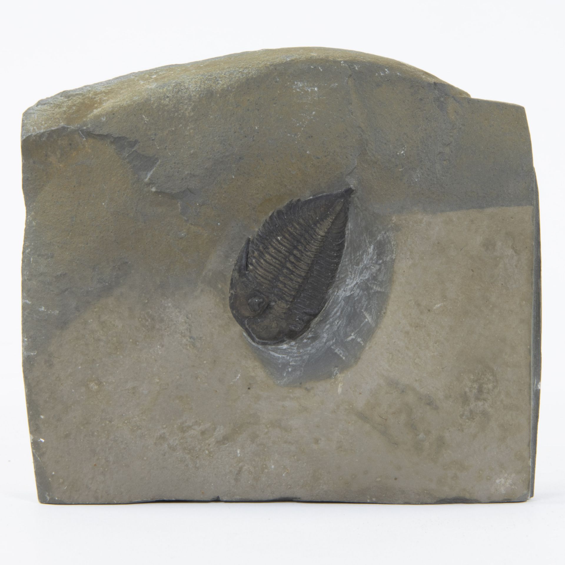 Trilobite (Dalminites limulurus, Devonian (380 milj y), Rochester shale Formation, New York, USA