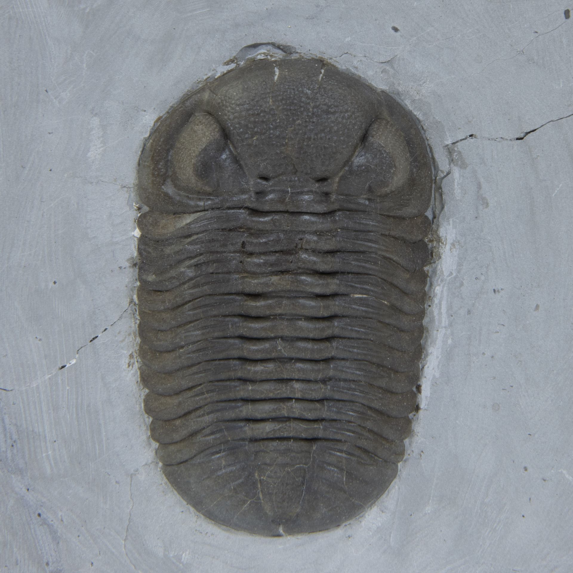 Trilobite (Phacops rana milleri, Devonian (440mj), Silica Formation, Ohio, USA - Bild 2 aus 2
