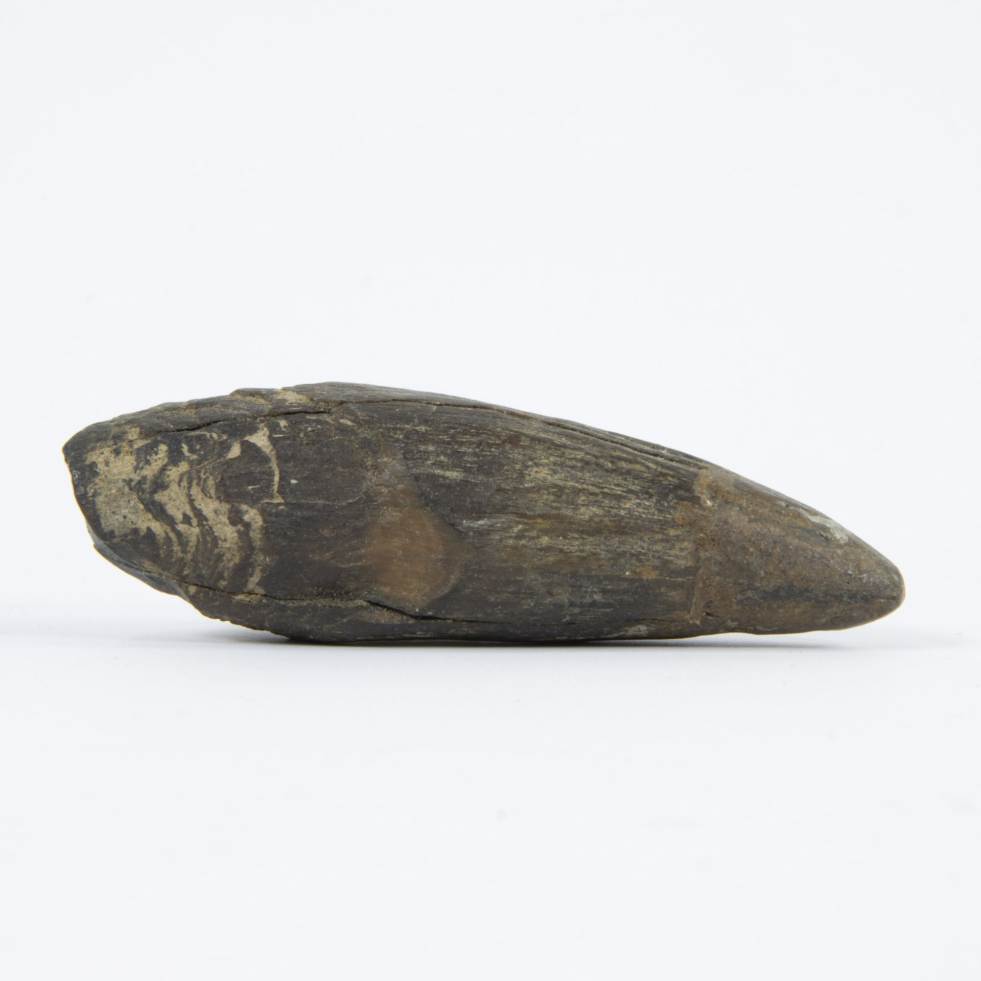 Sperm whale tooth, Miocene, (Kieldrecht - Kallo) - Image 4 of 5