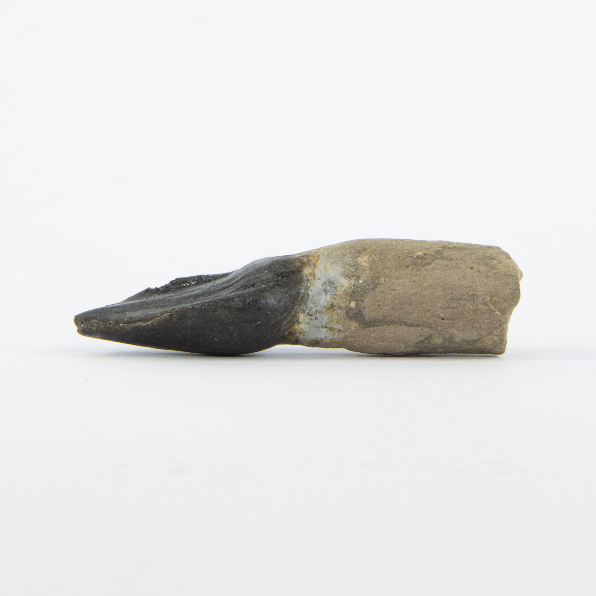 Dinosaur tooth of a herbivorous long neck, Archaeadontosaurus descouensis, Jurassic (166 million y), - Image 3 of 4